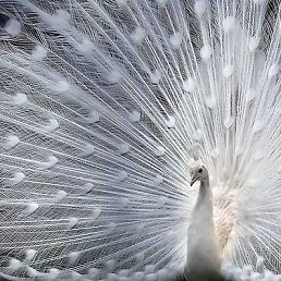 Dia, �������, 78 ���