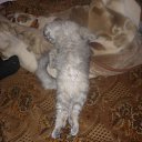 ���� ����, ����������, 47 ��� - ��������� 20 ������ 2011 � ������ �PetLove�