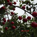  Yiwangna***,  -  19  2013     ...