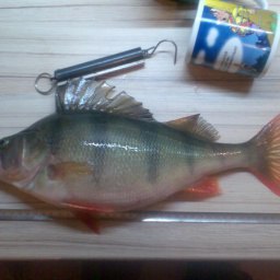 ���������, ���, 49 ���