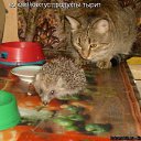 ���� �������, ������, 41 ��� - ��������� 11 ������� 2009 � ������ ��������� � ���������