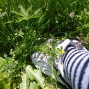 ���� �����, �������, 37 ��� - ��������� 1 ������� 2009 � ������ �������