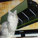 ���� ��������, ������, 51 ��� - ��������� 28 ������ 2013