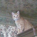  Natasha,  , 32  -  17  2012   
