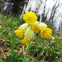 ,    .       ,  ,         . ,    ,      ( http://www.plantarium.ru/page/image/id/83436.html )      