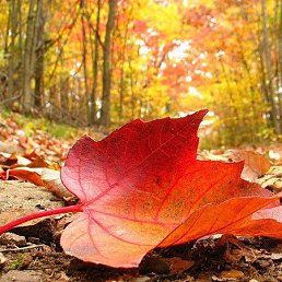 ������!, ���������, 58 ���