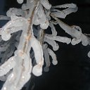 ���� Svetlana, ������, 59 ��� - ��������� 29 ������ 2011 � ������ ����������� ����������� 2011�