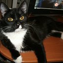   ~~[{Mistre$$ Of Poker}]~~ ,  -  11  2011   PetLove