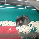 ���� (=����������=), ������, 31 ��� - ��������� 9 ������ 2012 � ������ �������(����) ��� ���� R.I.P.�