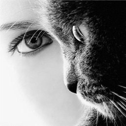 �����, ��������