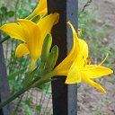 ���� ������ �����, �����-���������, 43 ���� - ��������� 13 ���� 2011 � ������ ������ͻ