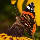 ���� ������, ������, 68 ��� - ��������� 15 ������ 2012 � ������ �������Ȼ