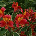  , , 72  -  11  2013     λ