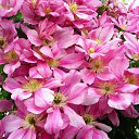 ���� �����, �������, 44 ���� - ��������� 12 ������� 2010 � ������ ������ � ���� ����