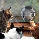 ���� ����, ������-������, 60 ��� - ��������� 2 �������� 2012 � ������ ����������