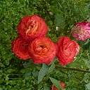 ���� ���, ������, 36 ��� - ��������� 13 ������� 2010 � ������ �������