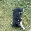 ���� �����, ����, 41 ��� - ��������� 31 ������� 2010 � ������ ��������� ��������