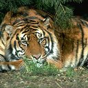 ���� Nick, �����������, 42 ���� - ��������� 18 ������� 2012 � ������ ���� ����������