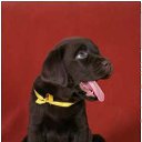 ���� ����, ������-��-����, 23 ���� - ��������� 4 ���� 2011 � ������ �PetLove�