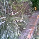  Irina, , 56  -  15  2011   *My flowers*