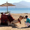 Egypt _ Sharm el Sheikh.
   