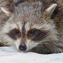 ���� Raccoon, ����������� - ��������� 4 ������� 2009