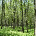 ���� �������, ����, 42 ���� - ��������� 9 ��� 2011 � ������ �������