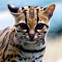 ���� ������, �������, 29 ��� - ��������� 24 ������� 2010 � ������ ���� ����