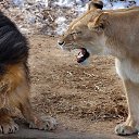 ���� ����, ����������� - ��������� 28 ������� 2012 � ������ ����ۻ