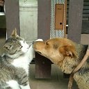    )))), , 47  -  15  2009   .