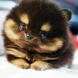 ��������, ������, 24 ����