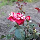 ���� ������, ������, 57 ��� - ��������� 1 ���� 2013 � ������ �������