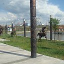 ���� Goga, �����������, 61 ��� - ��������� 16 ������� 2011 � ������ �������