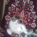 ���� ���������, �����-���������, 37 ��� - ��������� 29 ����� 2011 � ������ �@tisha�