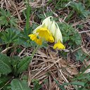  .   Primula Veris.   .      .      