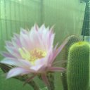 ���� ����, ��������, 85 ��� - ��������� 10 ���� 2012