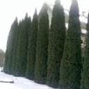 ���� ��������, �����, 52 ���� - ��������� 3 ��� 2011