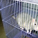 ���� �������, ��������, 46 ��� - ��������� 20 ������ 2010 � ������ ���� ��������