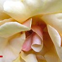 ���� ������, ���-����, 27 ��� - ��������� 17 ������� 2009 � ������ �����������