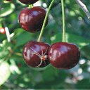 ���� ��������, ���������, 64 ���� - ��������� 19 ������ 2012 � ������ �������