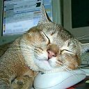 ���� �����, ����������� - ��������� 3 ������� 2009 � ������ ���� ��������