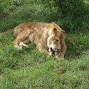 ���� Nik, �����, 63 ���� - ��������� 2 ���� 2012 � ������ ���� ���������