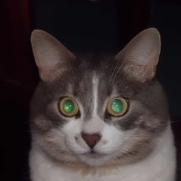 �����, �����-���������, 56 ���