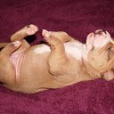 ���� �������, �������, 52 ���� - ��������� 29 ���� 2011 � ������ �PetLove�