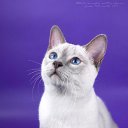 ���� Len7315, ����, 43 ���� - ��������� 16 ����� 2010 � ������ ������ �����