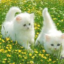  , , 69  -  18  2010   -