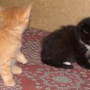 ���� ���������, ������ ��������, 46 ��� - ��������� 28 ������ 2009 � ������ ���� ��������: ������ � �����