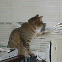    )))), , 47  -  15  2009   .