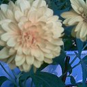  Irina, , 56  -  15  2011   *My flowers*