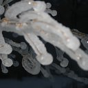 ���� Svetlana, ������, 59 ��� - ��������� 29 ������ 2011 � ������ ����������� ����������� 2011�